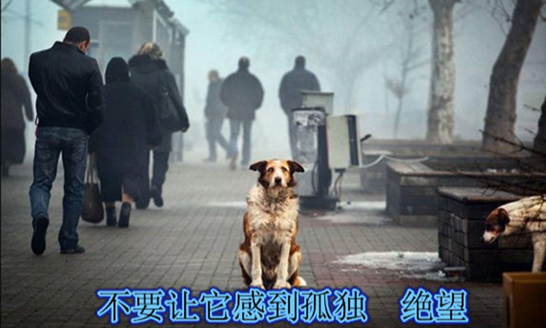 辽宁爱影圈微博微信转发案例